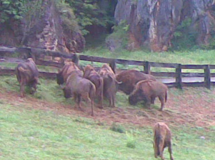 a6_cabarceno