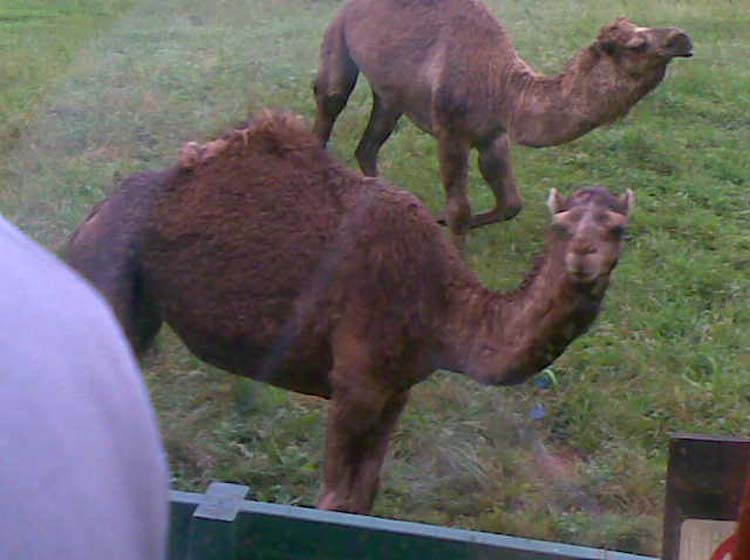a7_cabarceno