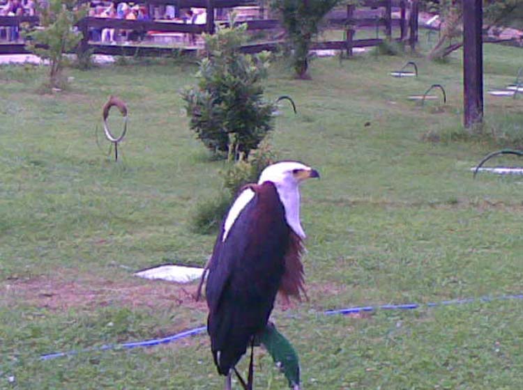 b7_cabarceno