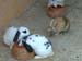 b2_cabarceno
