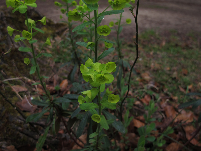 c2_urederra