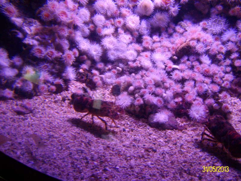 sanse_a (5)
