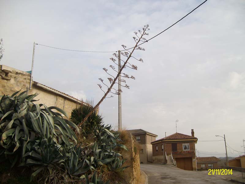 ruta_a