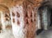 cuevas_d (1)