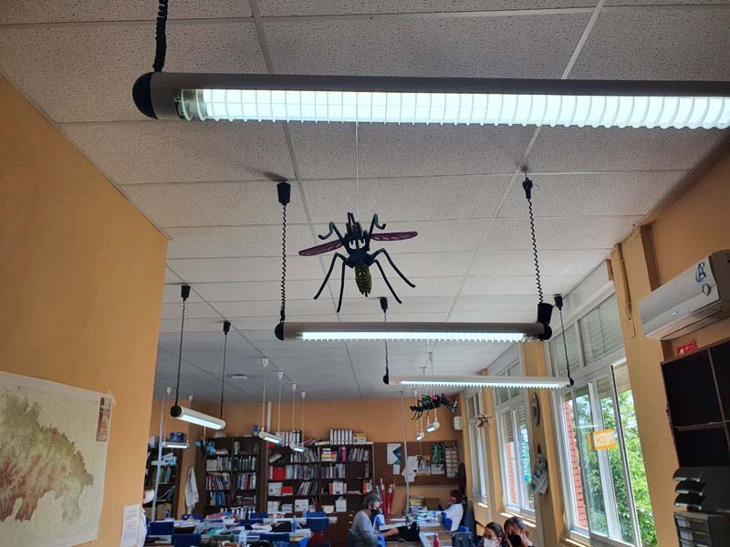 mosquitos (1)