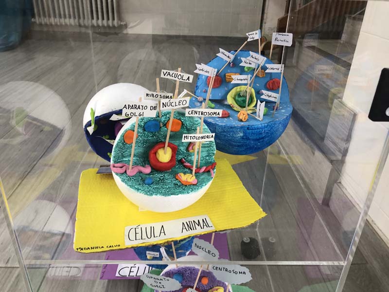 celulas (5)