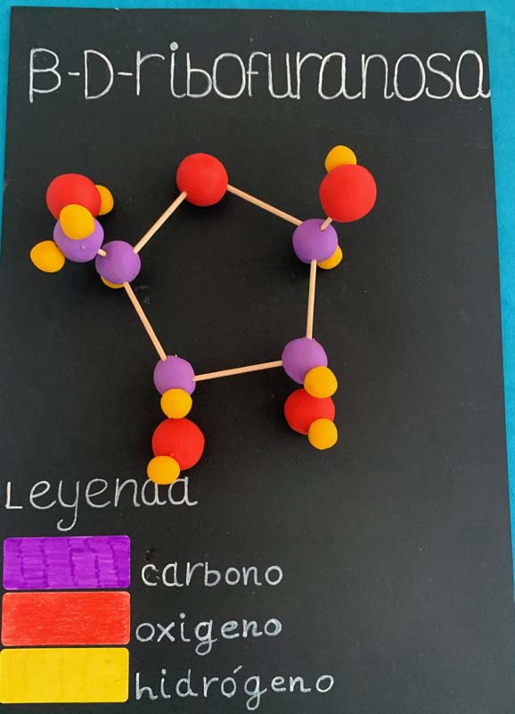 bio (6)