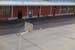 cshs_a (7)